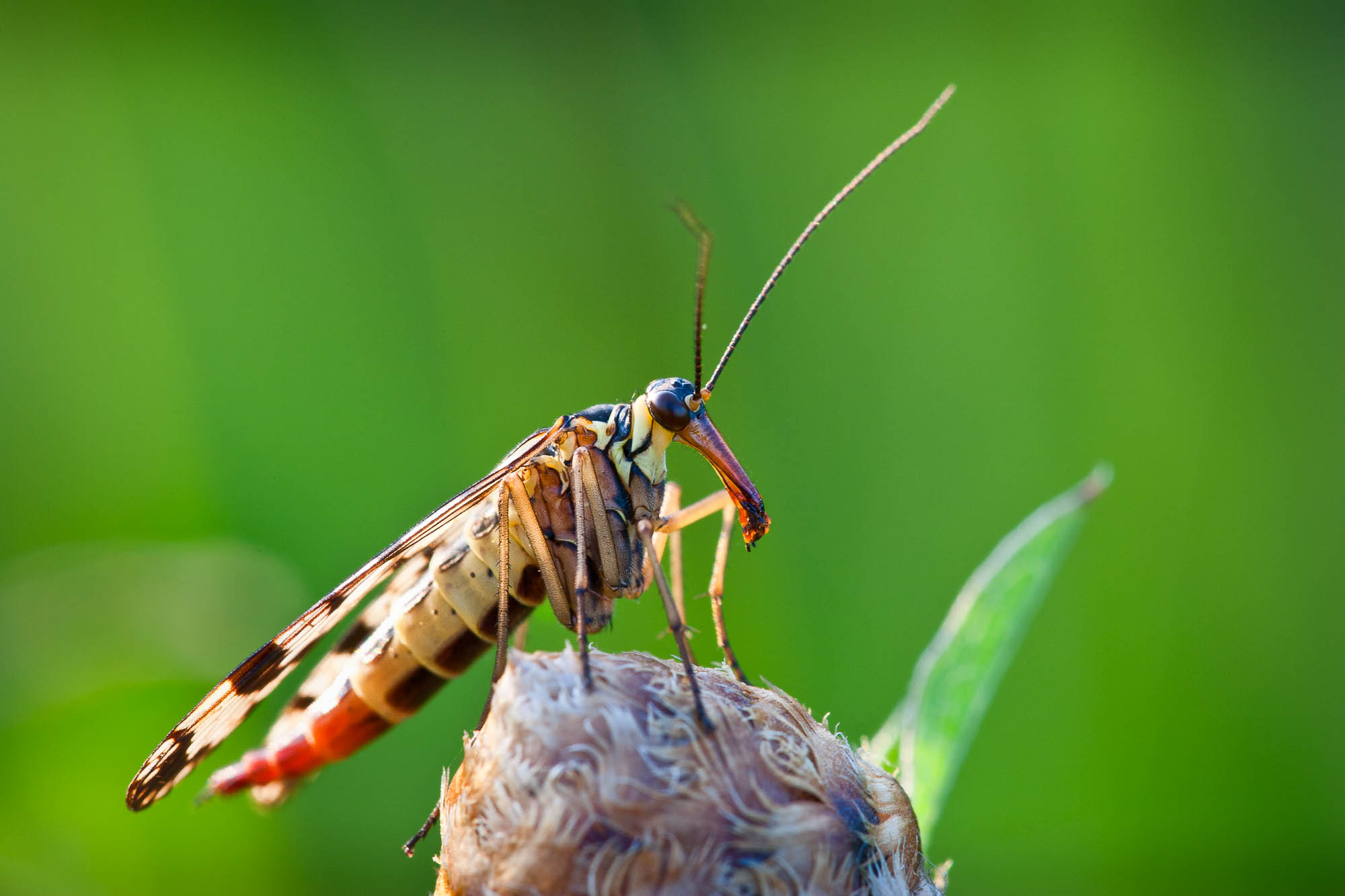 Scorpion Fly